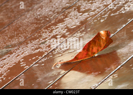 ein fallendes Blatt im Regen Stockfoto