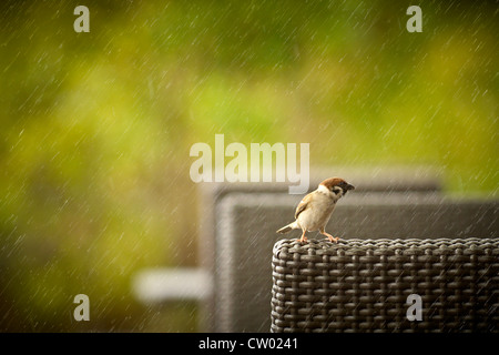 Ein kleiner Vogel Spatz auf einem Korbstuhl im Regen thront. Stockfoto