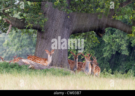 Damwild Deckung unter einem Baum bei starkem Regen Stockfoto