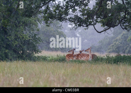 Damwild Deckung unter einem Baum bei starkem Regen Stockfoto