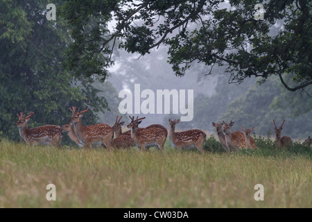 Damwild Deckung unter einem Baum bei starkem Regen Stockfoto