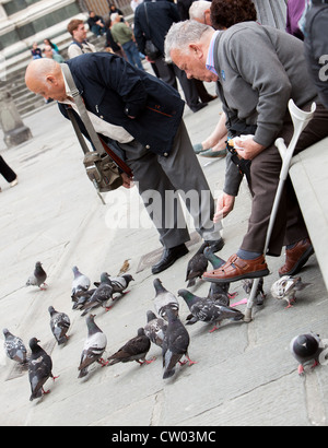 Art älterer Mann die Fütterung der Tauben Florenz Italien Stockfoto