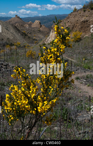 Auf sonnigen Frühling, die Tage Besen schwere sendet riecht über die ehemaligen Goldfelder von Bannockburn in New Zealand Central Otago. Stockfoto