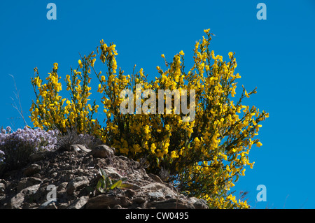 Auf sonnigen Frühling, die Tage Thymian schwere sendet riecht über die ehemaligen Goldfelder von Bannockburn in New Zealand Central Otago. Stockfoto