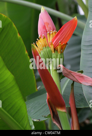 Dekorative Banane, Musa Laterita, Musaceae. Assam, N. Thailand, Asien. Stockfoto