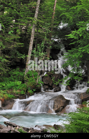 Wasserfall im Wald in der Nähe des Pont d ' Espagne in den Hautes-Pyrénées in der Nähe von Cauterets, Pyrenäen, Frankreich Stockfoto