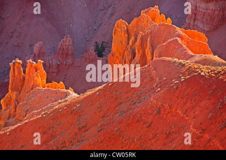 Nahaufnahme des Amphitheaters rockt in Cedar Breaks National Monument in Utah Stockfoto