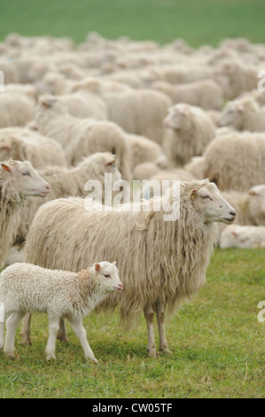 Schafe grasen auf der Wiese Stockfoto