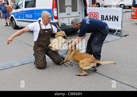 K-9 belgischen Schäferhund Malinois deutscher Polizeihund Durchführung ein Schutzhund Übung im öffentlichen beißen im Studienarm mit Hund trainer Stockfoto