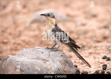 Großer Gefleckter Kuckuck, Clamator Glandarius, Kgalagadi Transfrontier Park, Northern Cape, Südafrika Stockfoto