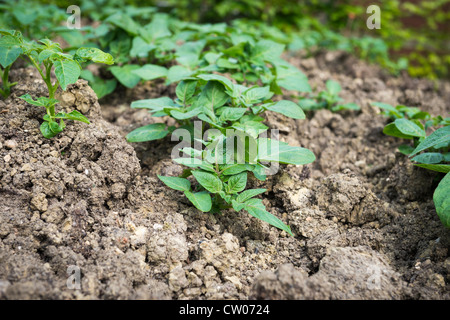 Junge Kartoffelpflanzen wachsen in schweren Lehmboden Stockfoto