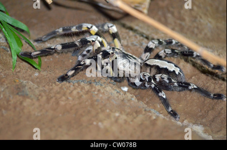 Indische ornamentalen Vogelspinne Stockfoto