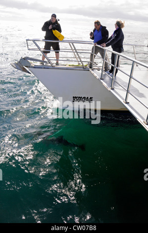 Touristen auf dem Deck eines 'Wal & Dolphin' Schiffes, beobachten gewöhnliche Delfine im Hauraki Golf, Auckland in Neuseeland Stockfoto