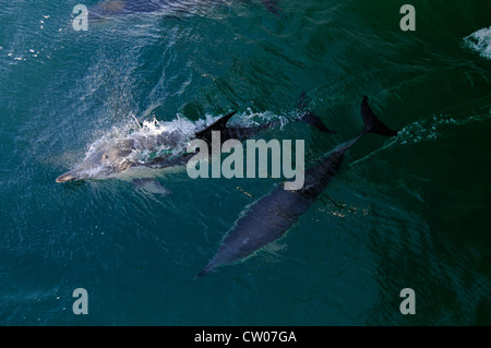 Zwei gewöhnliche Delfine, eine Mutter und ihr Kalb, haben im Hauraki Golf bei Auckland auf der Nordinsel in Neuseeland gesichtet Stockfoto