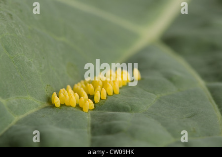 Großer Kohl weißer Schmetterling Eiern Pieris Brassicae auf Wirtspflanze Brassicaceae Brassica Kohl Blatt gelb Clustergruppe gelegt Stockfoto