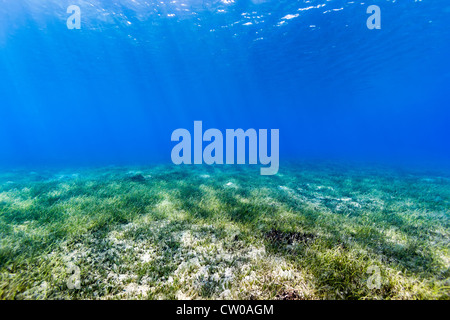 Meer Hintergrund zeigt Sonnenstrahlen Filtern nach unten von der Oberfläche beleuchtet das Flachwasser Seegras unten Stockfoto