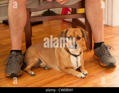 Cool Hund auf Holzboden. Stockfoto