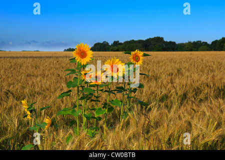 Sonnenblumen wachsen in einem Feld von Gerste, Loiretal, Frankreich Stockfoto