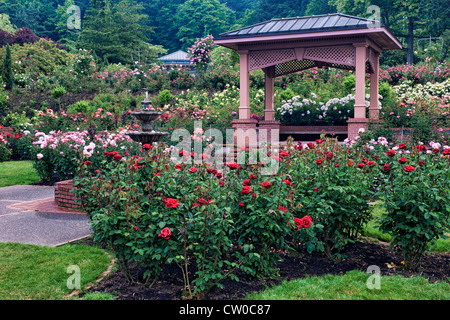 Portland International Rose Test Garden in Washington Park zeigt 7.000 Rosengewächse und 550 Sorten von Rosen. Stockfoto