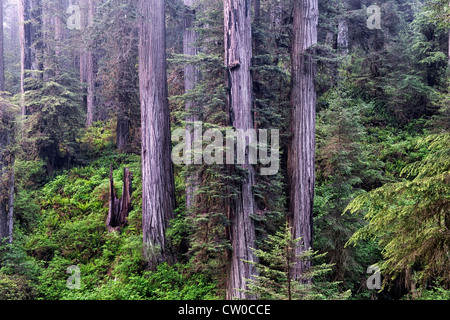 Haine von riesigen Redwood-Bäume befinden sich in der kalifornischen Jedediah Smith State und National Parks und Del Norte County. Stockfoto