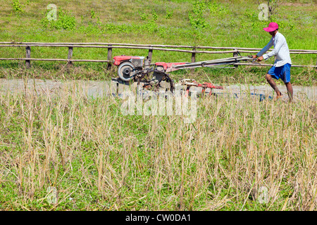 Kambodschanischen Bauern ist Reisfeld Pflügen. Stockfoto