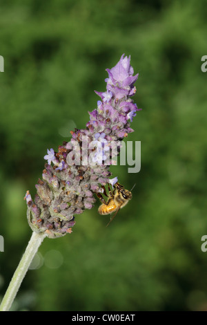 Europäische Honigbiene (Apis Mellifera) auf einer französischen Lavendel (Lavandula Dentata) Blume. Stockfoto