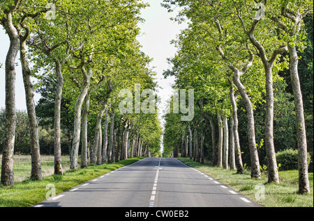 Straße mit frischen grünen Bäumen auf Seite Stockfoto