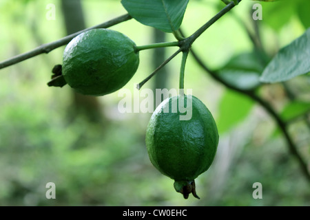 Reife tropische Frucht Guava am Guava-Baum. Psidium Guajava Stockfoto