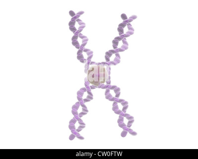 Chromosom isoliert auf weißem Hintergrund Stockfoto