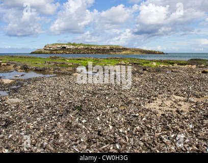 Moelfre, Moelfre Insel Anglesey, Nordwales Stockfoto