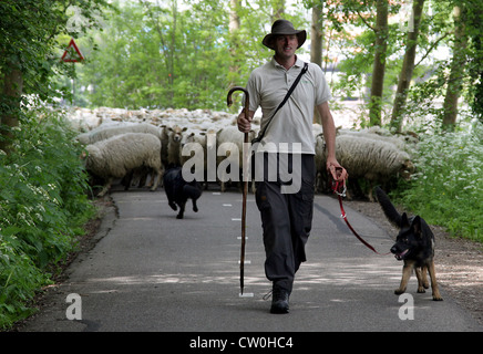 Schäferhund.Deutscher Schäferhund.Schaf. Stockfoto
