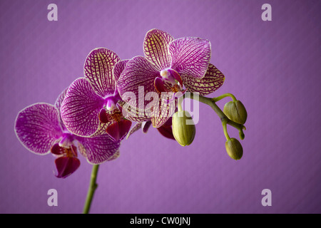 Nahaufnahme von Orchideen Blütenblätter Stockfoto