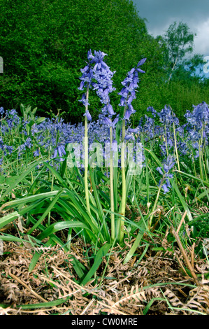 BLUEBELL Hyacinthoides non-Scripta (Liliaceae) Stockfoto