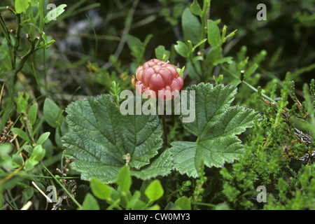 Moltebeeren Rubus chamaemorus Stockfoto