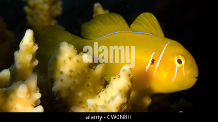 Eine kleine Zitrone Grundel thront auf den Zweigen einer Acropora-Steinkorallen an einem tropischen Korallenriff Stockfoto