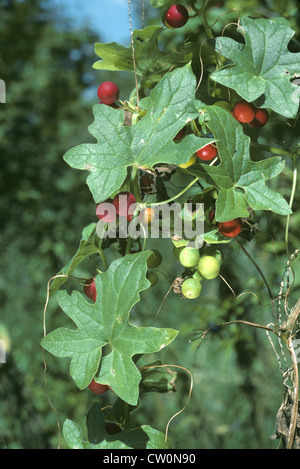 Weiße Zaunrübe Bryonia dioica Stockfoto