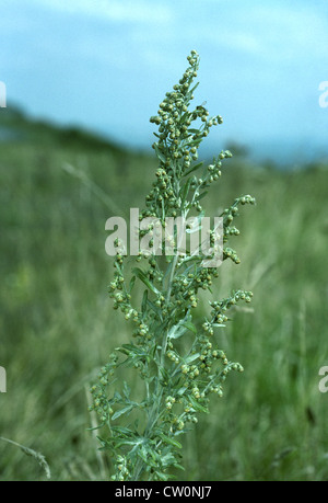 Wermut (Artemisia Absinthium) Stockfoto