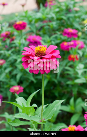bunte von Zinnia Elegans, Blume Stockfoto