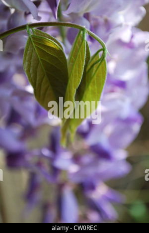 Detail der violetten Glyzinien Blüten an einem sonnigen Tag im Frühling Stockfoto