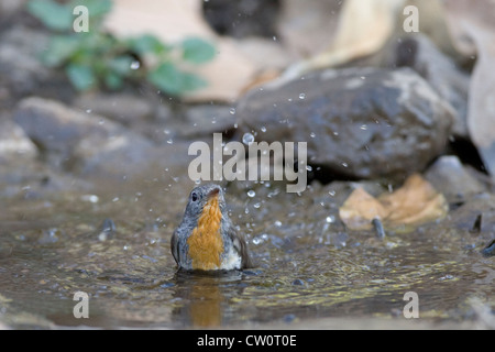 Eine roten Brüsten Fliegenfänger Baden in einem kleinen Teich im Sinhagad Tal, Pune, Maharashtra, Indien. Stockfoto