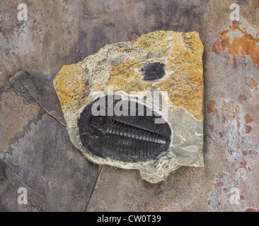 Ganze Trilobiten in Kalkstein aus Utah Stockfoto