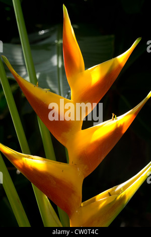 Hummergreifer - Heliconia Blume Stockfoto