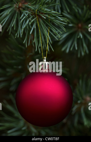 Glühend rote Kugel Ornament von echten edle Tanne hängen Stockfoto