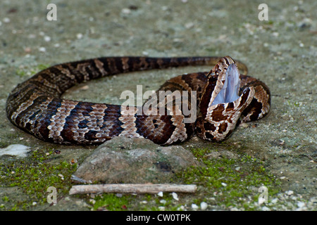 Cottonmouth (Agkistrodon Piscivorus) Stockfoto