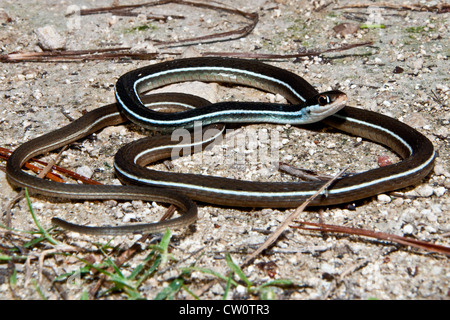 Bluestripe Ribbon Schlange (Thamnophis Sauritus Nitae) Stockfoto