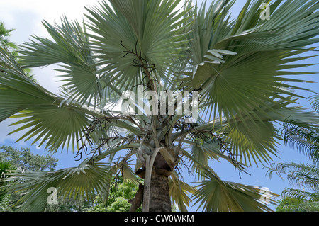 Fairchild Tropical Botanical Gardens in Coral Gables, einem Vorort von Miami, Florida. Bismarckpalme im Palmetum. Stockfoto