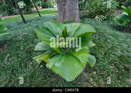 Fairchild Tropical Botanical Gardens in Coral Gables, einem Vorort von Miami, Florida. Stockfoto