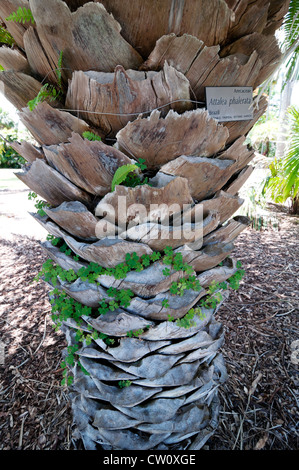 Fairchild Tropical Botanical Gardens in Coral Gables, einem Vorort von Miami, Florida. Stockfoto