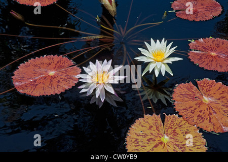 Fairchild Tropical Botanical Gardens in Coral Gables, einem Vorort von Miami, Florida. Stockfoto