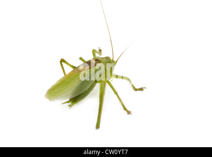 Heuschrecke von Seite auf weißem Hintergrund Stockfoto